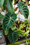 Philodendron verrucosum Wholesale