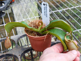 Nepenthes veitchii (m) - white clone