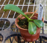 Nepenthes veitchii (m) - white clone