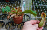 Nepenthes veitchii (m) - white clone