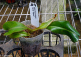 Nepenthes veitchii (m) - white clone