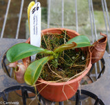 Nepenthes veitchii (m) - white clone