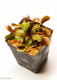 Venus Flytrap "Red Dragon" (Dionaea muscipula) Wholesale