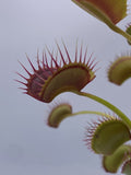 Venus Flytrap- Dionaea muscipula "Red Line" (CK)