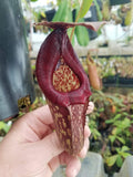 Nepenthes Rokko "Exotica" x boschiana - Exact Plant 05/14/23