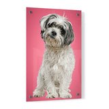 Personalized Pet Portrait Acrylic Prints