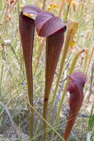 Sarracenia alata var. nigropurpurea