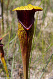 Sarracenia alata var. nigropurpurea