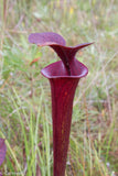 Sarracenia flava var. atropurpurea