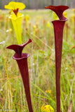 Sarracenia flava var. atropurpurea