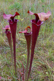 Sarracenia flava var. atropurpurea