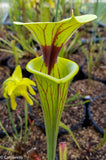 Sarracenia flava var. ornata