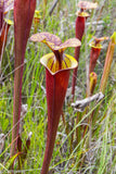 Sarracenia flava var. rubricorpora