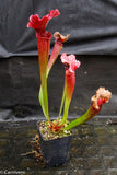 Sarracenia 'Judith Hindle'