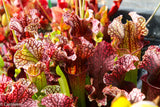 Sarracenia 'Judith Hindle'