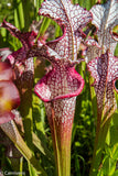 Sarracenia leucophylla