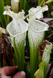 Sarracenia leucophylla var. alba "Hurricane Creek White"