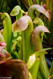 Sarracenia minor var. okeefenokensis