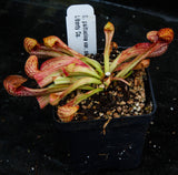 Sarracenia psittacina var. okeefenokensis