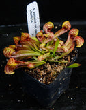 Sarracenia psittacina var. okeefenokensis