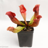 Sarracenia purpurea ssp. venosa "Red"