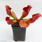 Sarracenia purpurea ssp. venosa "Red" Wholesale