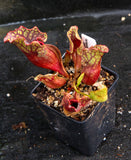 Sarracenia purpurea ssp. venosa, Reedy Creek