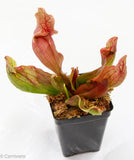 Sarracenia rosea 'Fat Chance'