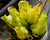 Sarracenia rosea f. luteola