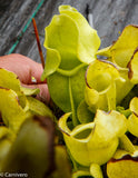 Sarracenia rosea f. luteola