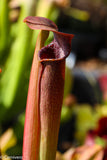 Sarracenia rubra ssp. wherryi