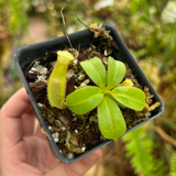 Nepenthes truncata (d) #1 x eymae, CAR-0548