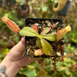 Nepenthes maxima (x) EP x thorelii, CAR-0552