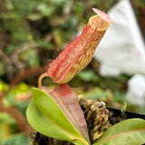 Nepenthes maxima (x) EP x thorelii, CAR-0552