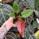 Anthurium radicans x moodeanum, CAR-0547