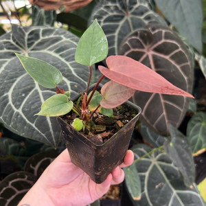 Anthurium radicans x moodeanum, CAR-0547