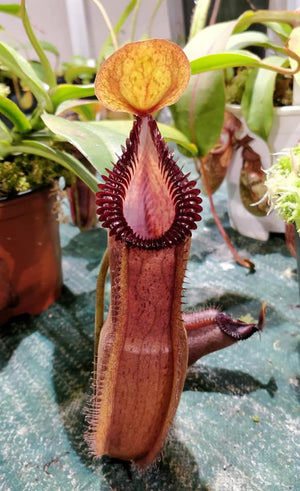 Nepenthes hamata x edwardsiana - Exact Plant 03/01/24