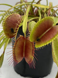 Venus Flytrap- Dionaea muscipula "Switzerland Giant"