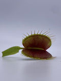 Venus Flytrap- Dionaea muscipula "Switzerland Giant"