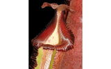 Nepenthes x Trusmadiensis x robcantleyi