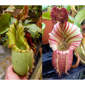 Nepenthes veitchii (JB x "Candy Dreams")-Seed Pod