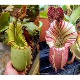 Nepenthes veitchii (JB x "Candy Dreams")-Seed Pod