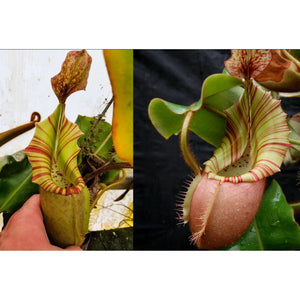 Nepenthes veitchii ((k) x Bareo Squat), CAR-0289