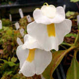 Utricularia alpina, Alpine Bladderwort, CAR-0396