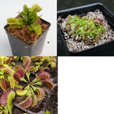 Venus Flytrap Collection