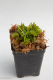 Venus Flytrap - Dionaea muscipula Wholesale