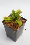 Venus Flytrap - Dionaea muscipula Wholesale