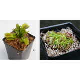 Venus Flytrap Collection