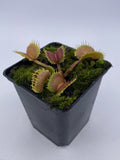 Venus Flytrap- Dionaea muscipula "Werewolf" F2