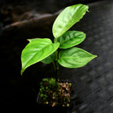 Aglaonema simplex, Malayan sword plant